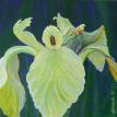 Irish Iris