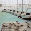 Gulls at School