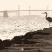Heron Hunting (Sepia print); Giclee print on canvas 16" x 2