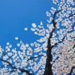 Blossoms